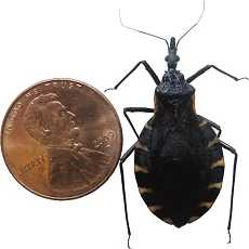 Imagen informativa sobre Enfermedad de Chagas
