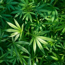 Imagen informativa sobre Marihuana